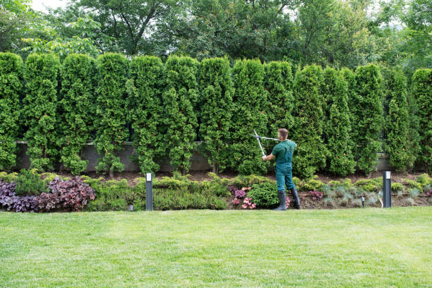 Tree Branch Trimming